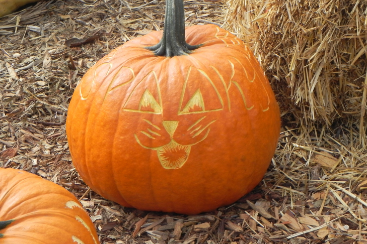 Pumpkin Carving idea Cat